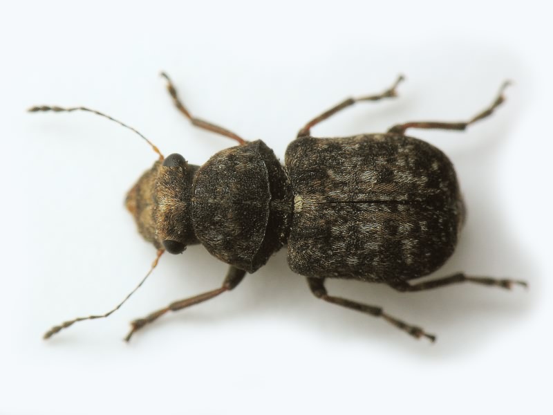 Exechesops foliatus Frieser & R., 1995